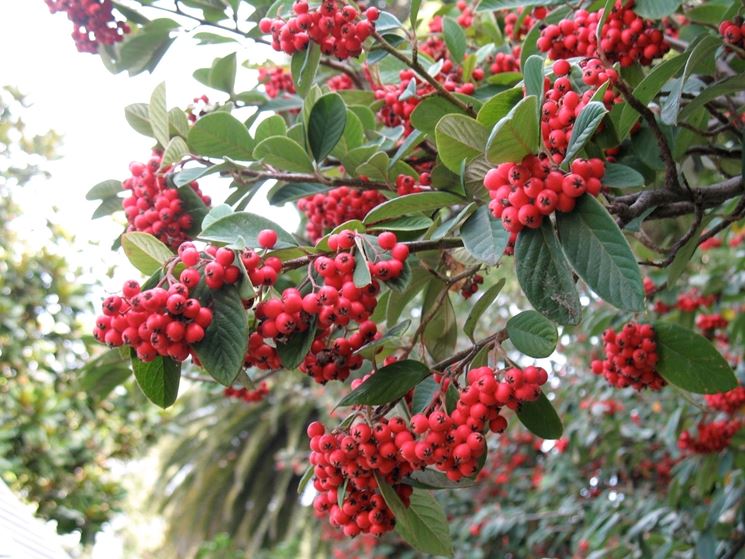 Bacche cotoneaster lacteus