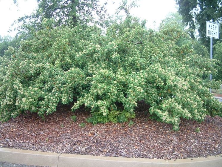 Cotoneaster pianta