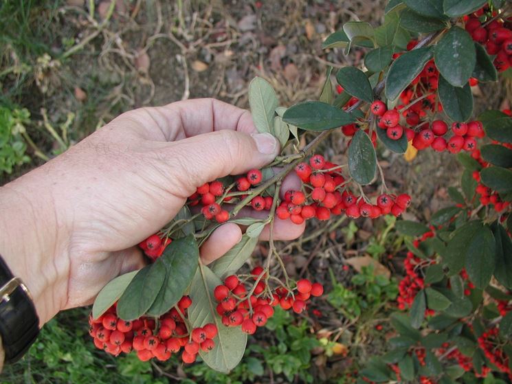 Pianta siepe sempreverde