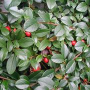 Foglie bacche cotoneaster