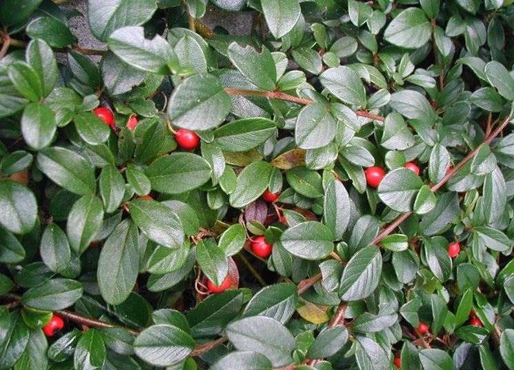 Foglie bacche cotoneaster