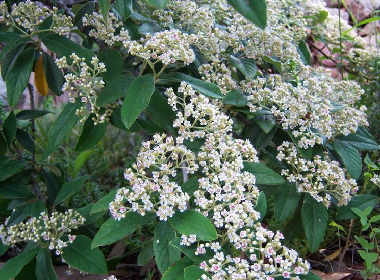 Fiori foglie cotognastro