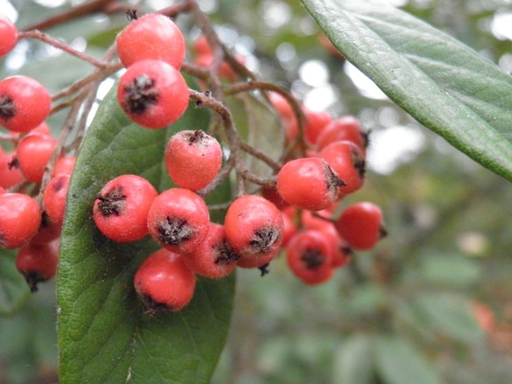 Bacche rosse pianta