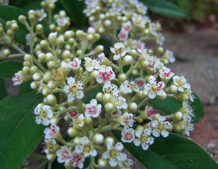 Infiorescenze pianta cotoneaster