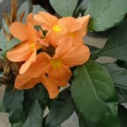 Crossandra