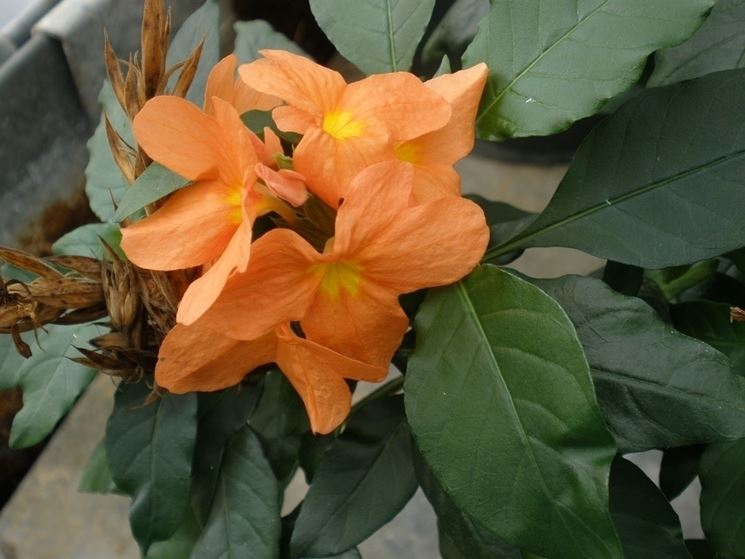 Crossandra