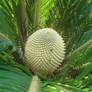 Il fiore del cycas maschio