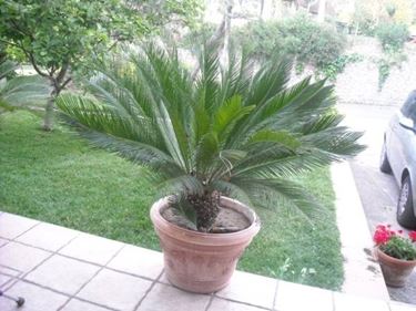 Esemplare di Cycas in vaso