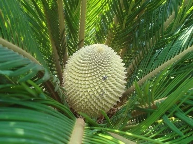 Il fiore del cycas maschio