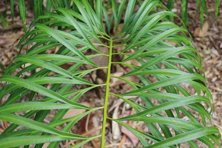 Fogliaa del Cycas bamboo