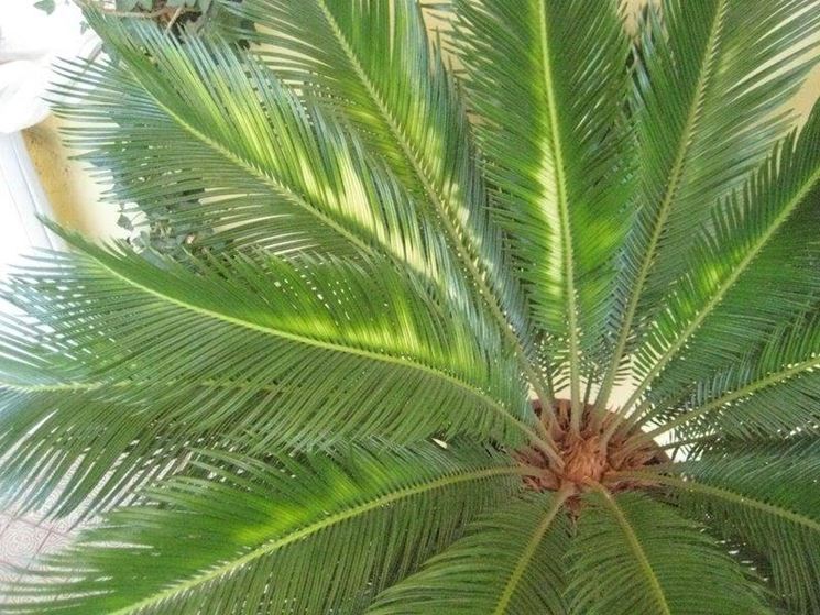 Cycas malata