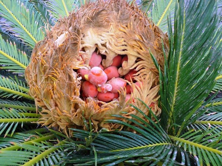 frutti di cycas