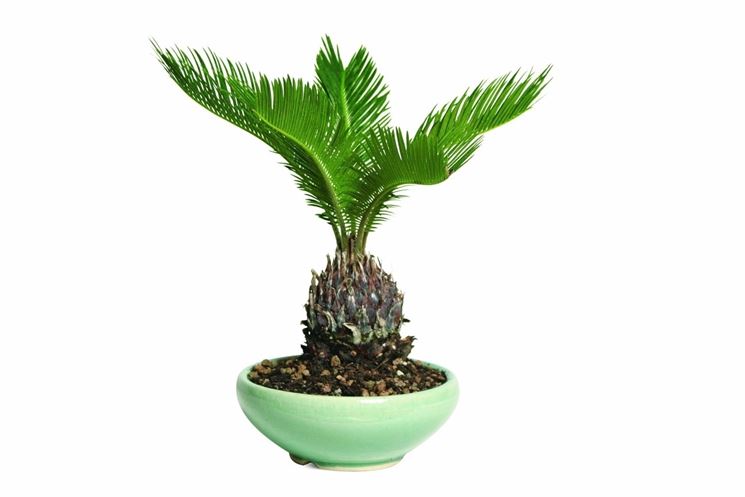 piante cycas