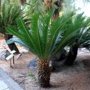 cycas pianta