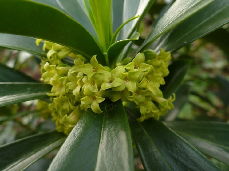 Daphne laureola