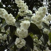 deutzia