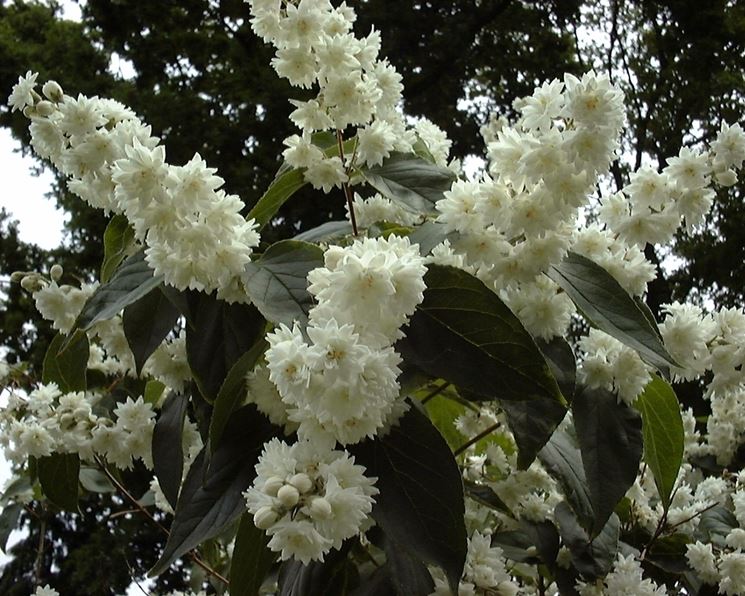 deutzia