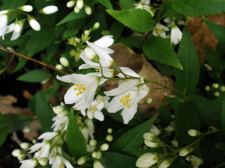 deutzia