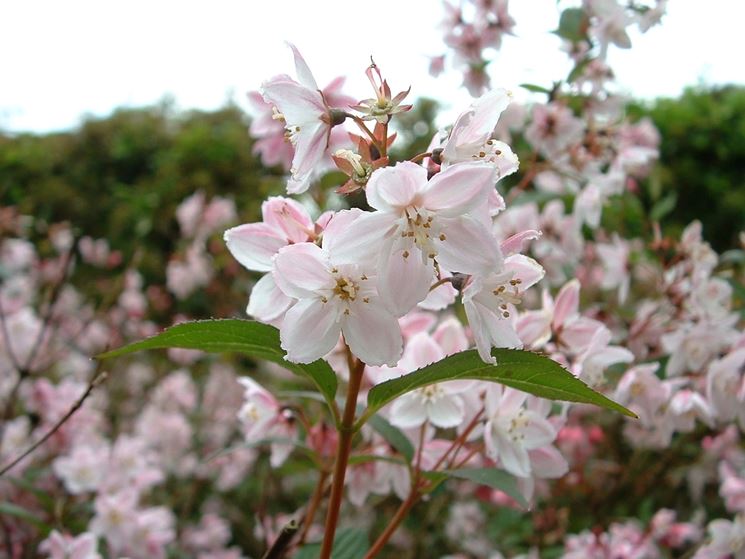 deutzia