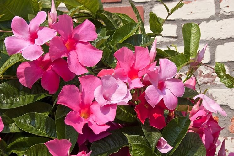 Fiori dipladenia rosa