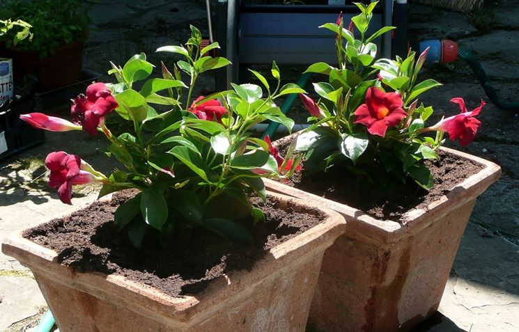 Dipladenia coltivata vaso