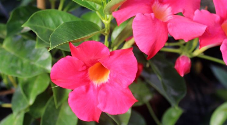Fiori dipladenia