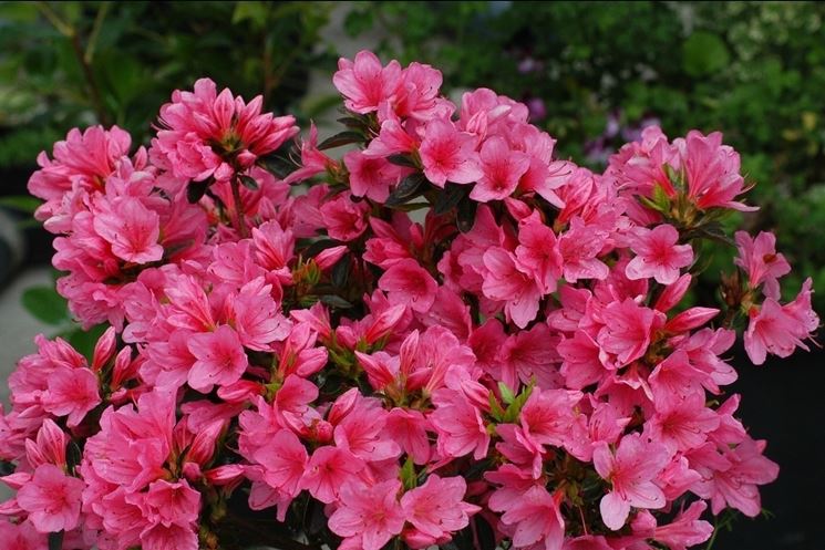 Pianta di azalea rosa