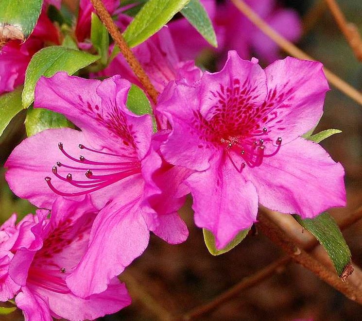 Particolare di un'azalea rosa
