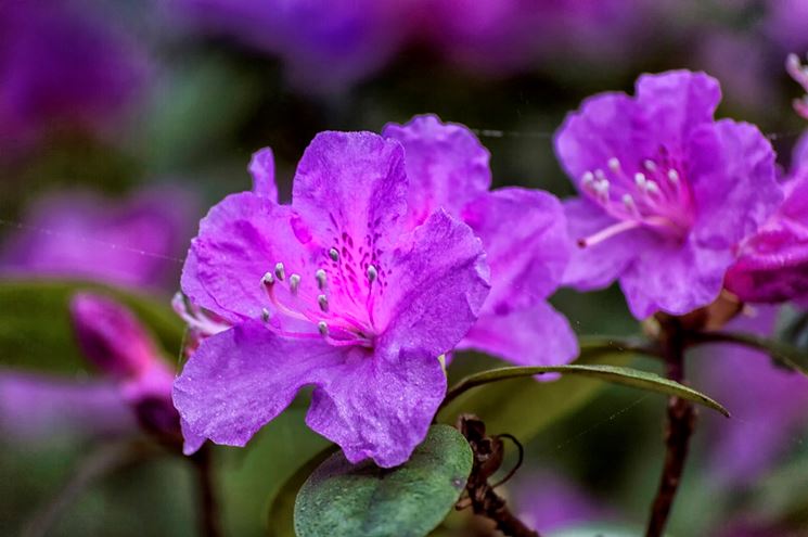 Esemplare di azalea viola