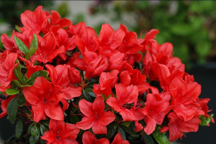 Azalea di colore rosso