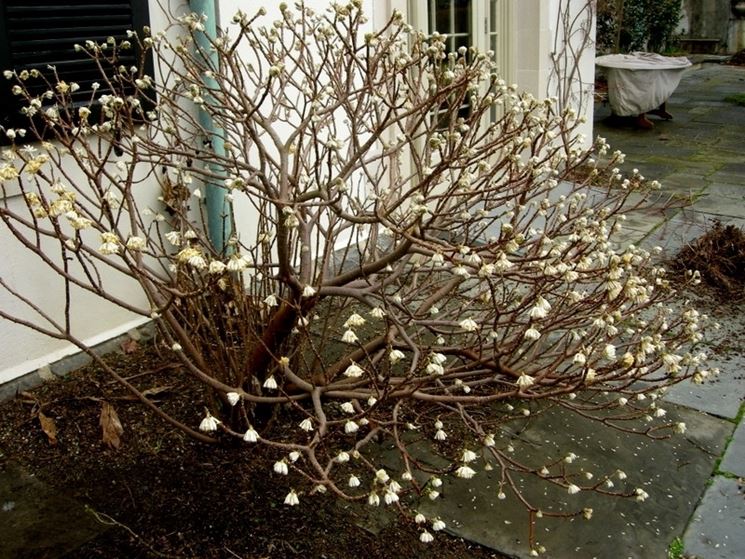 Edgeworthia chrysantha