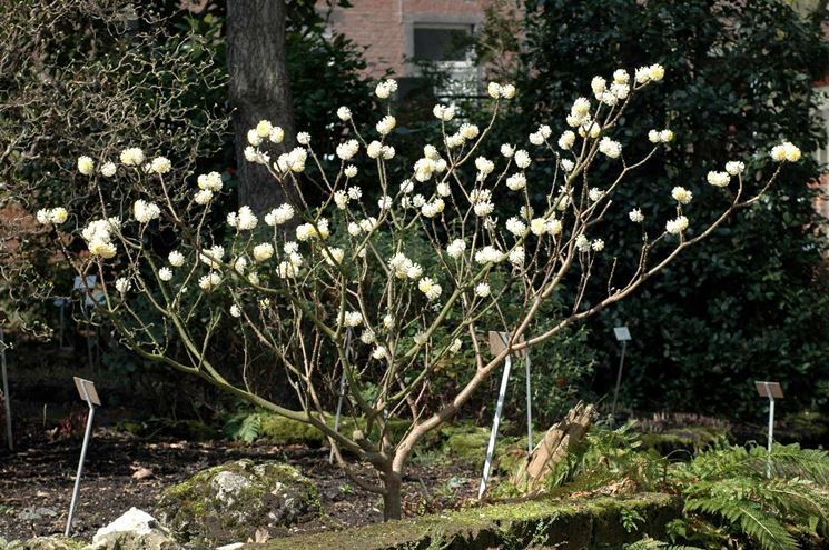Edgeworthia chrysantha fiorita
