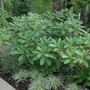 Arbusto edgeworthia