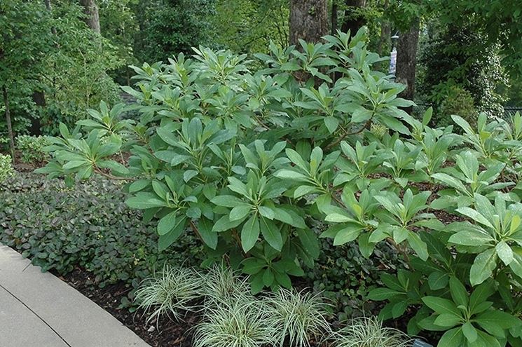 Arbusto edgeworthia