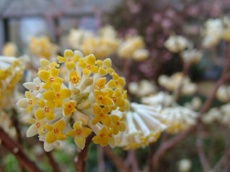 Fiori Edgeworthia