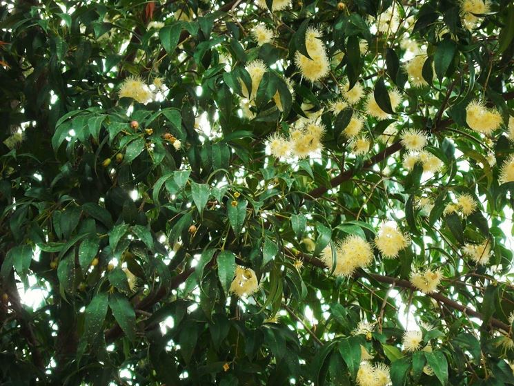 Eugenia myrtifolia durante la fioritura