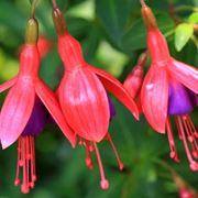 Fiori di fucsia