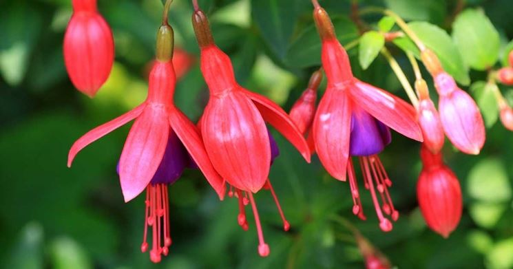 Fiori di fucsia