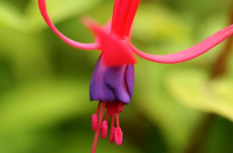 Fiore di fucsia