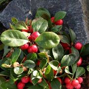 Gaultheria pianta