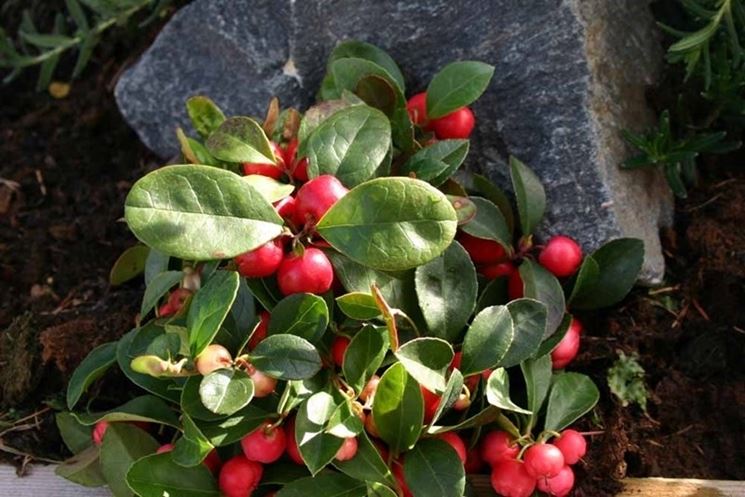 Gaultheria pianta