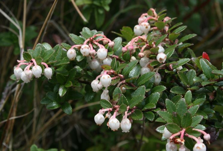 Fiori gaultheria