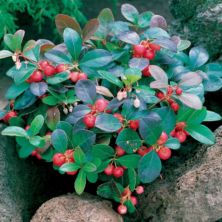 Gaultheria procumbens