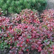 gaultheria