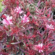 Gaura