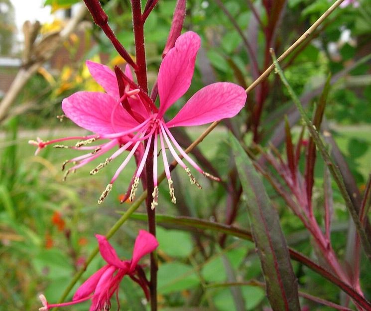 gaura