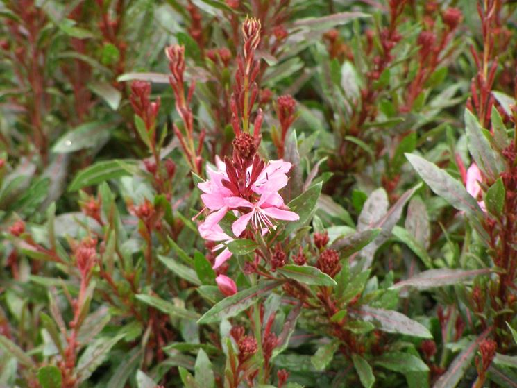 coltivare la gaura