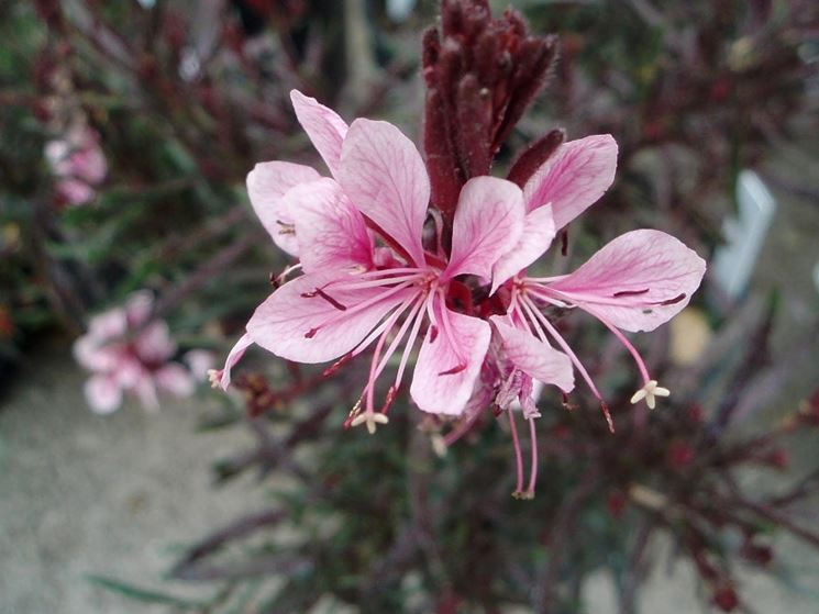 gaura