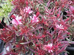 Gaura