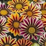 Variet gazania